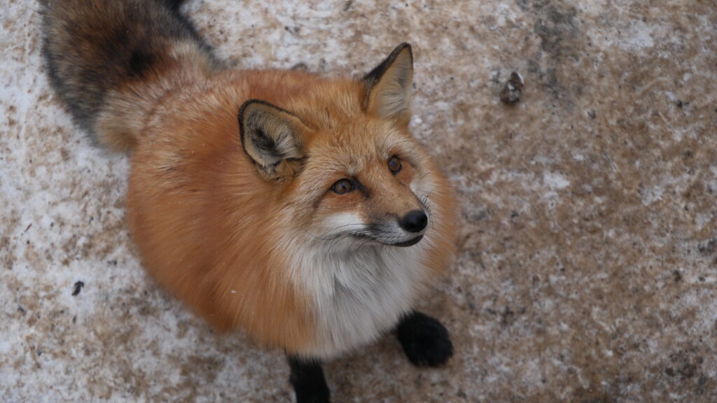 Red Fox at Zao Fox Village, Miyagi, Japan